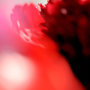 Flower 9