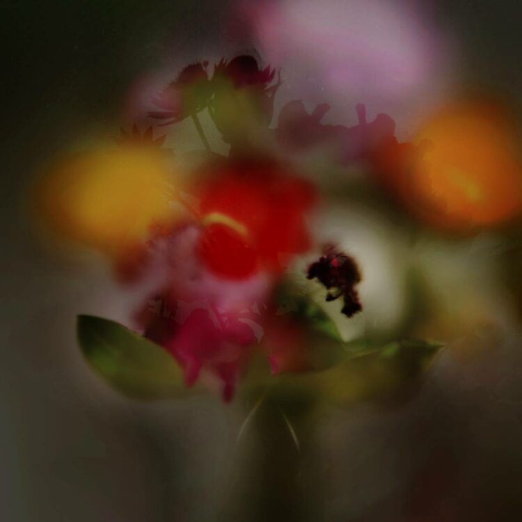 Fleurs obscures 1